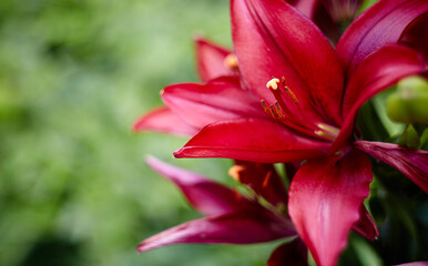 Fototapeta na wymiar Beautiful spring or summer blooming Lily plant. Selective focus with shallow depth of field