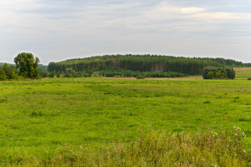 summer landscape with a green field and a forest on a hill