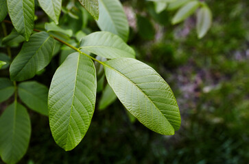 Abstract image of walnut leaves in rays of sunlight