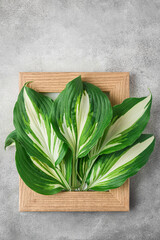 Creative arrangement made with natural spring leaves in wooden frame on gray concrete background. MInimal flat lay