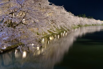 夜桜