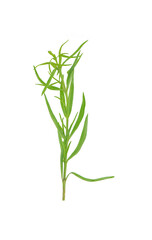 taragon isolated on white background