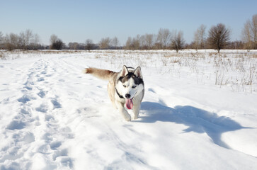 Fototapeta na wymiar Husky dog running in the snow