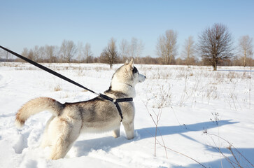 Fototapeta na wymiar Husky dog stands in the snow and waiting for play