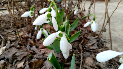 snowdrop flowers in spring
