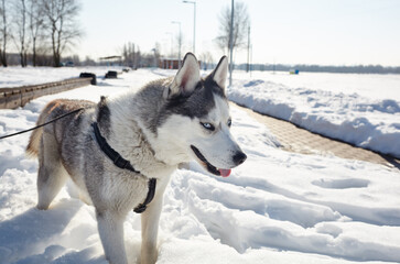 Naklejka premium Husky dog stands in the snow and waiting for play