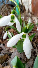 Obraz premium snowdrop flowers in the forest
