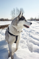 Husky dog stands in the snow and waiting for play