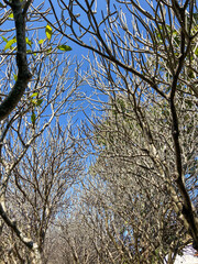 plumeria tree branches with blue sky