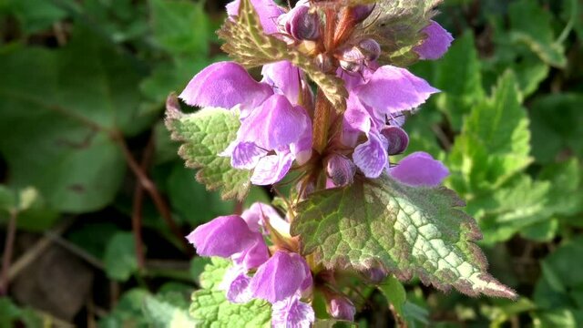 Lamium Orvala