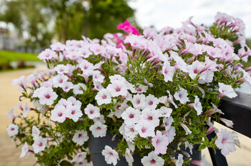 Petunia, White and purple Petunias in the pot. Lush blooming colorful common garden petunias in city park. Family name Solanaceae, Scientific name Petunia hybrida