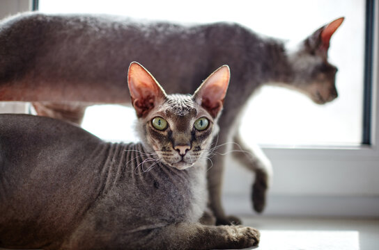 Funny cat sitting on window sill. A beautiful gray sphinx cats