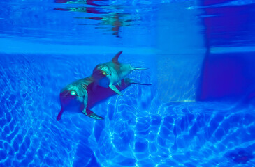 Una pareja de delfines en una piscina de agua clara. Fotografía submarina. Delfines madre e hija...