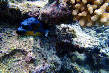 coral reef with fish