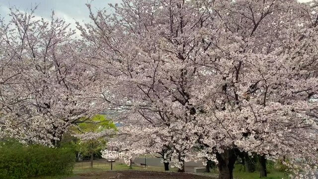Sakura. People look for the best location to photograph cherry blossoms