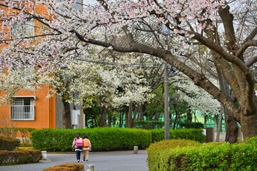 満開の桜の木の下を通学の児童