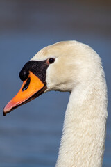 Schwanenkopf im Detail