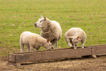 Sheep and lambs feeding at a trough.  Mother sheep with her two well grown lambs.  One lamb is stood in the feeding trough.  Springtime.  No people. Horizontal.  Space for copy.