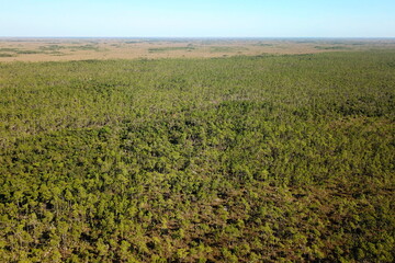 Forests of Florida peninsula in USA