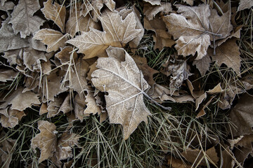 Frozen leaves in winter