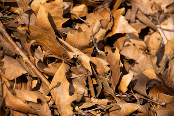 Dry brown autumn leaves for natural autumn background