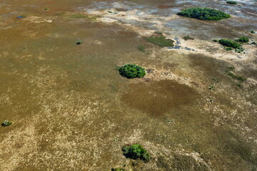Swampy environment in south Florida