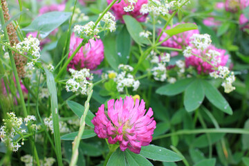 Red clover flowers on the summer meadow after rain. Natural floral background. Shamrock field