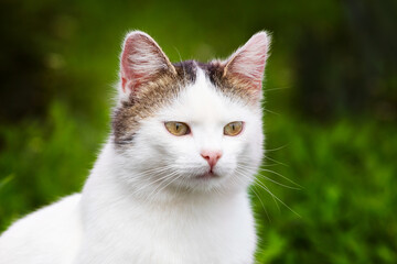 White spotted cat in the garden on a blurred background. Portrait of a cat close up