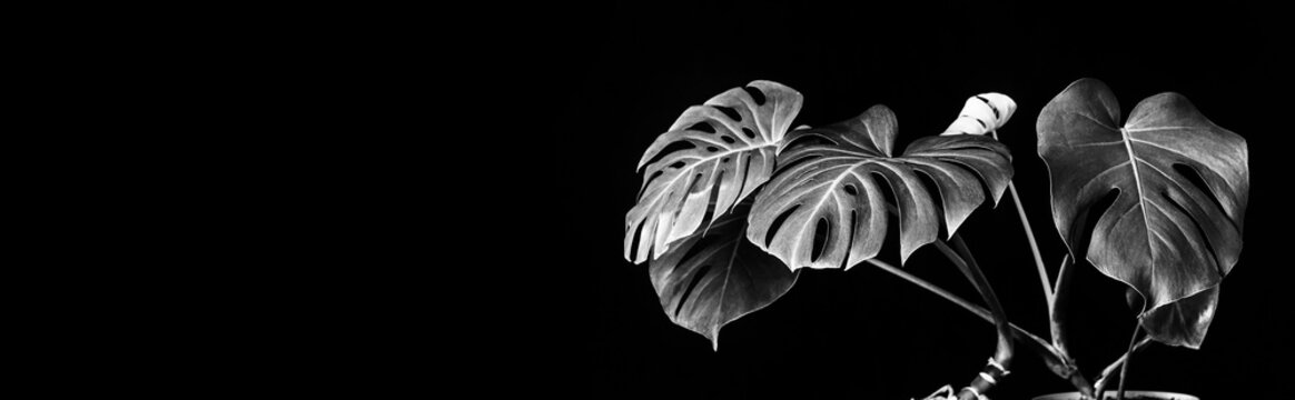 banner with an exotic tropical monstera planton a black background with a copy space, black and white photo