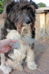 The dog gives a paw to the human. Say hello to a stray dog ​​by the paw. Adorable black and white street dog outdoors. Sunny summer day 
