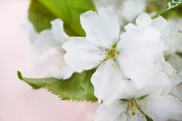 満開の桜