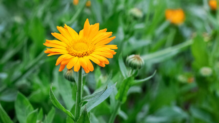 Calendula flowers in the garden, calendula flowering, calendula - a medicinal plant