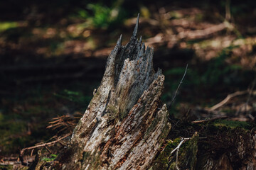 Very ancient and charming Carpathian forest