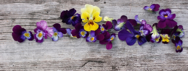 Pansy flowers composition. Mock up with plants. Flat lay with flowers on white table. Copyspace for text. Focus on flowers. Banner size