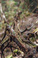 Very ancient and charming Carpathian forest
