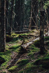 Very ancient and charming Carpathian forest