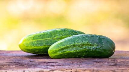 Ripe green cucumbers on a wooden table. Harvest of cucumbers