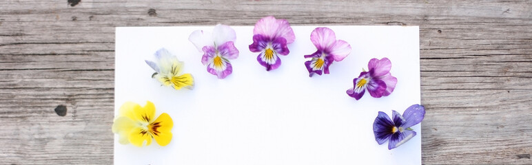 Pansy flowers composition. Mock up with plants. Flat lay with flowers on white table. Copyspace for text. Focus on flowers. Banner size