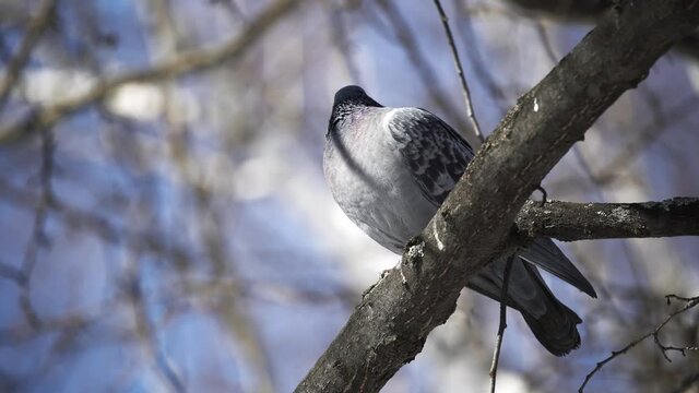 Lonely dove on a tree branch. The pigeon turns its head and looks around. A tree against the sky.