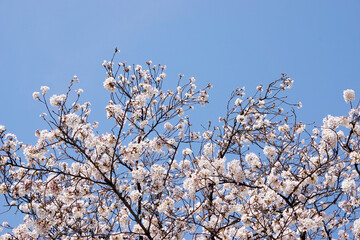 満開の桜