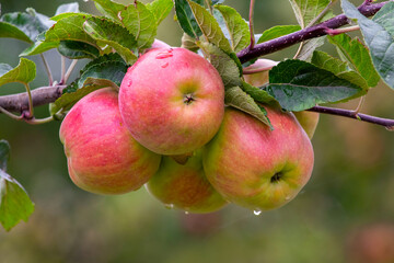 Ripe red apples with raindrops in the garden on a tree