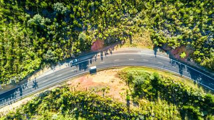 Road running through a forested hillside. Coromandel, New Zealand.