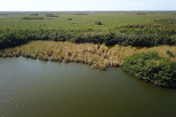 Swampy environment in south Florida