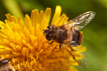 A wild bee collects nectar from a yellow flower dandelion. Beautiful blurred background