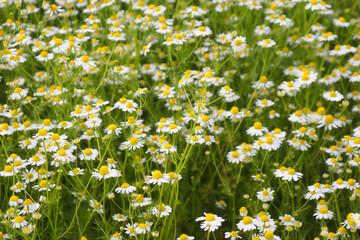 White wild daisy flowers growing in a meadow in rural Germany on a spring day.