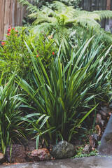 Fototapeta premium idyllic sunny backyard with lots of tropical plants and dianella grasses