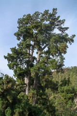 El Pino Gordo en la isla de Tenerife. Este pino canario (Pinus canariensis) de 700-800 años es famoso en la isla por su edad y por la cara de 