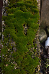The trunk tree, overgrown with green moss on the north side. close up