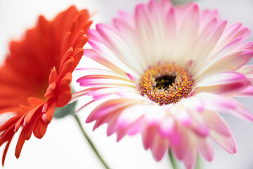 pink and red gerbera flowers close up