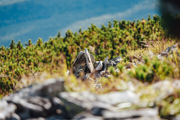 Carpathians, Gorgany massif, different weather
